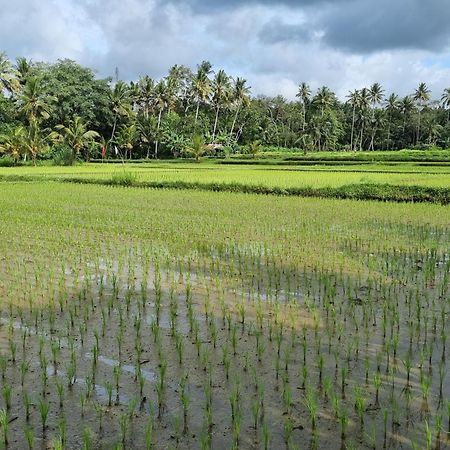New 4 Bedroom Villa Surrounded By Jungle And Ricefields Ubud Exteriér fotografie