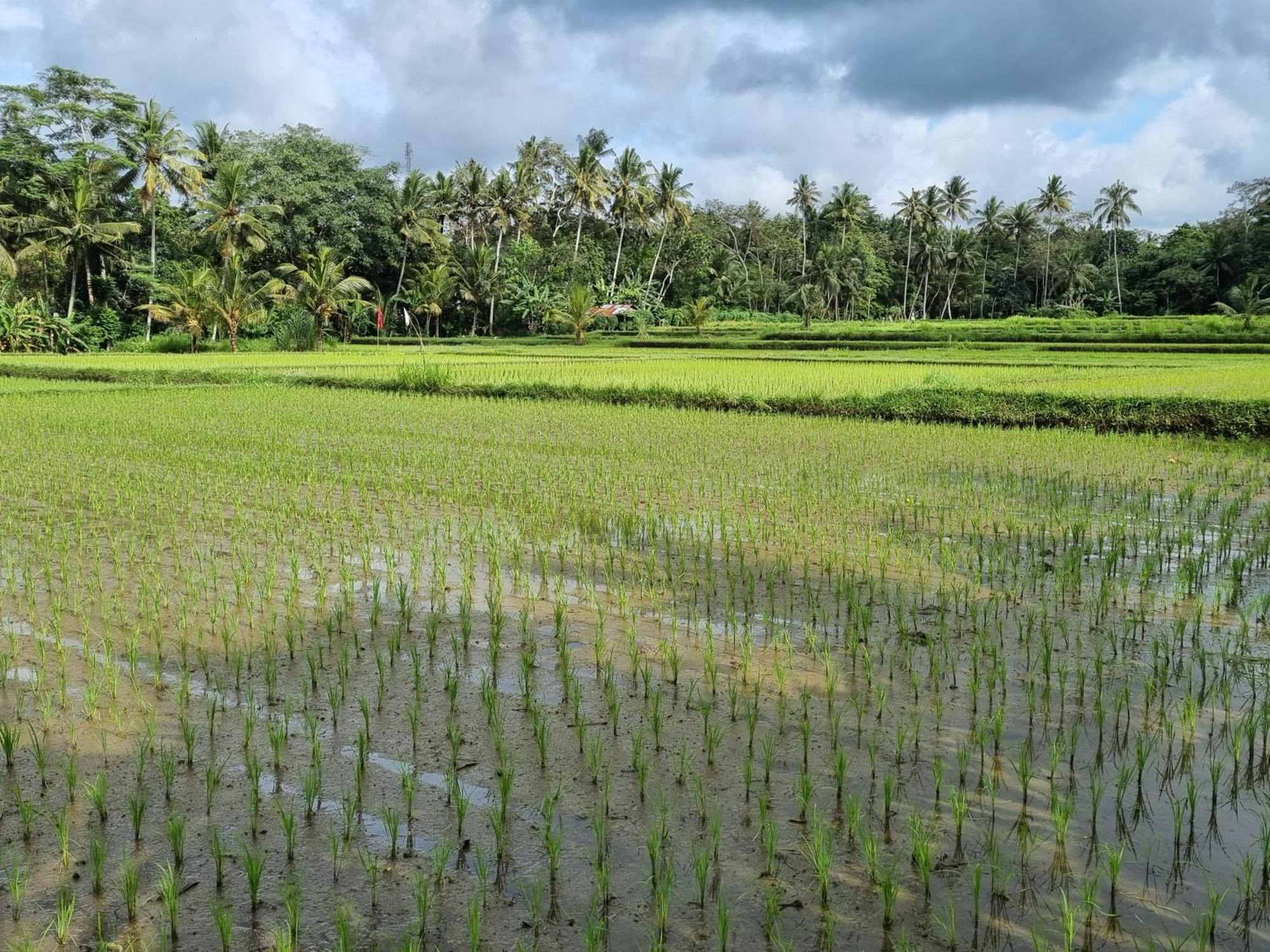 New 4 Bedroom Villa Surrounded By Jungle And Ricefields Ubud Exteriér fotografie