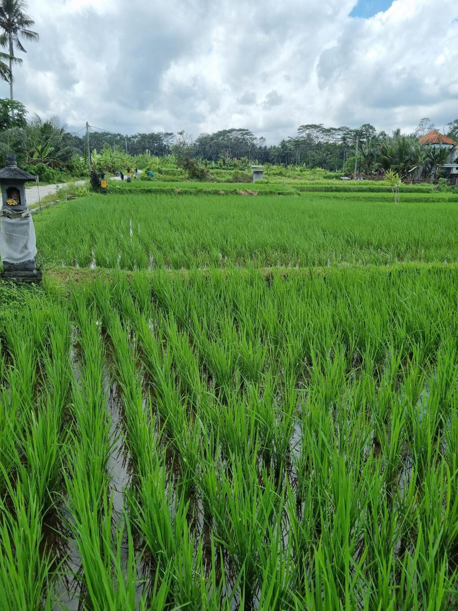 New 4 Bedroom Villa Surrounded By Jungle And Ricefields Ubud Exteriér fotografie